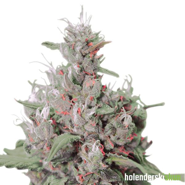 royal creamatic auto