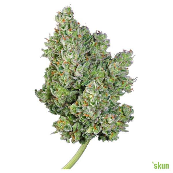 royal gorilla automatic