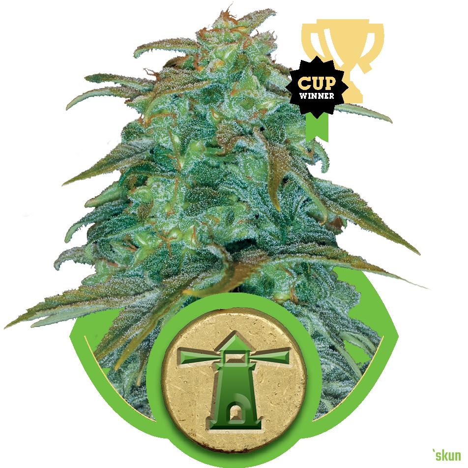 royal haze automatic