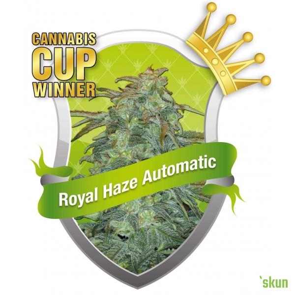 royal haze automatic