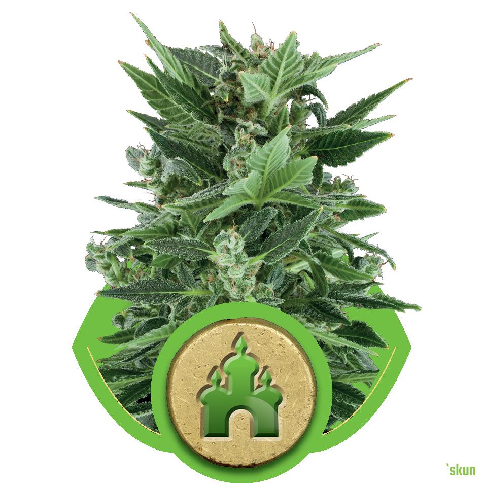 royal kush automatic