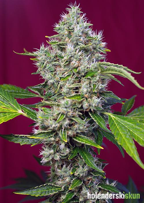 san fernando lemon kush