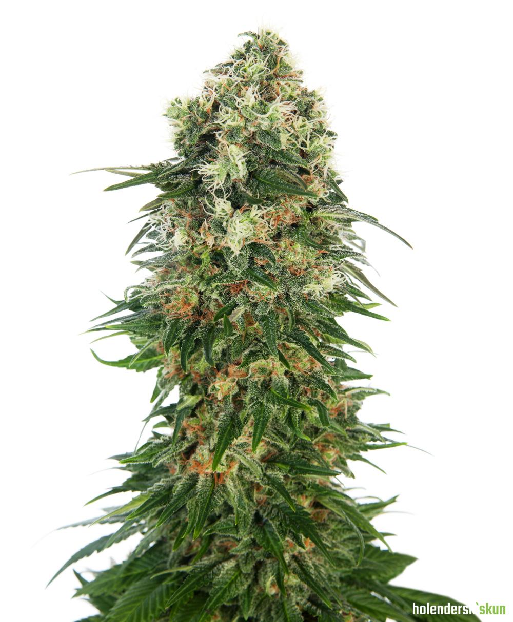 shiva skunk automatic