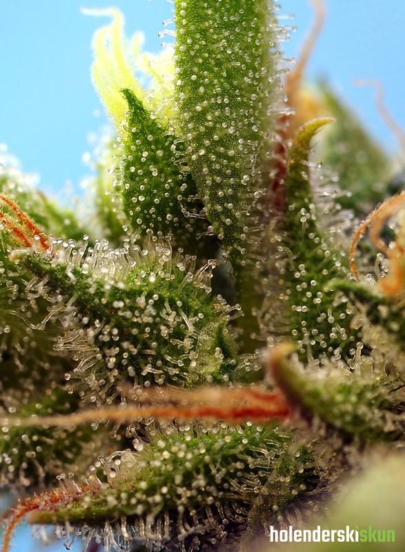 strawberry banana gelato xl auto®