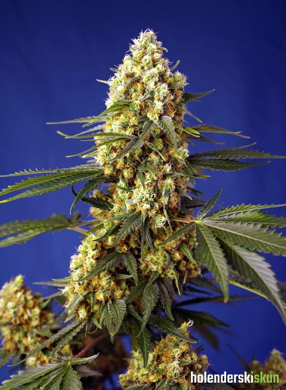 strawberry banana gelato xl auto®