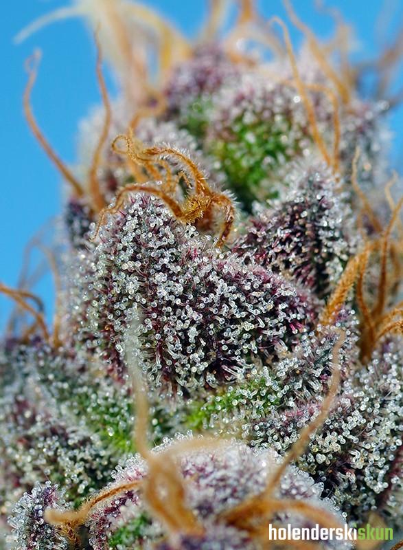 strawberry cola sherbet f1 fast version®