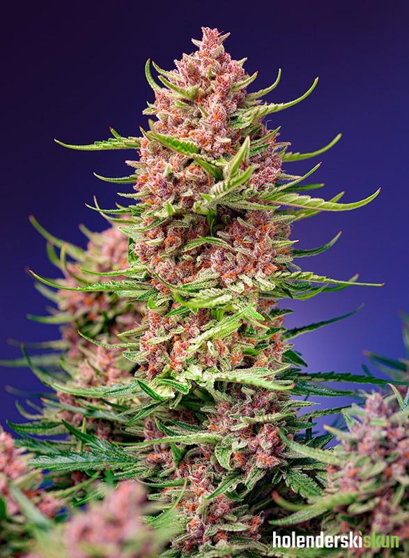 strawberry cola sherbet f1 fast version®