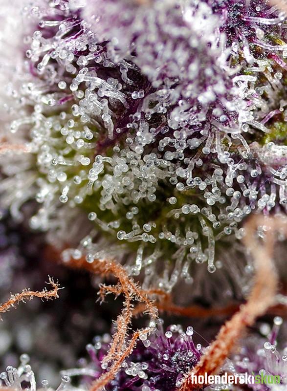 studio 54 stardust auto®