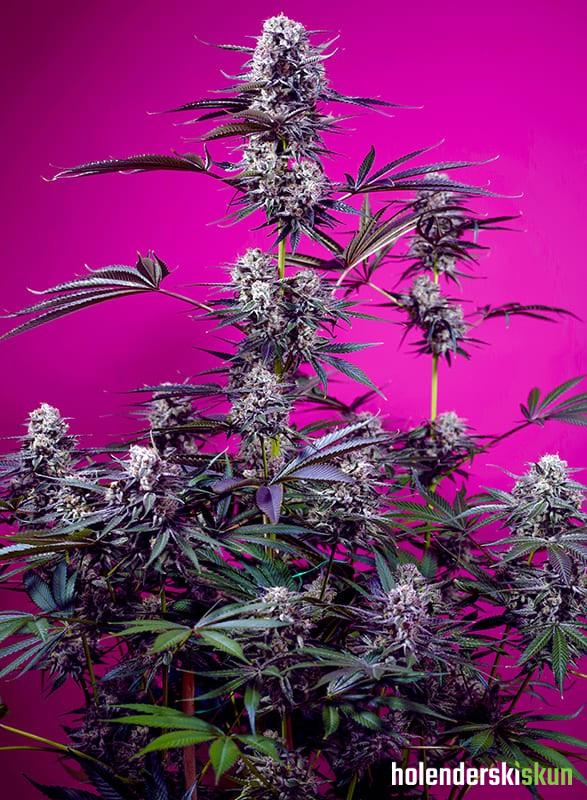 studio 54 stardust auto®