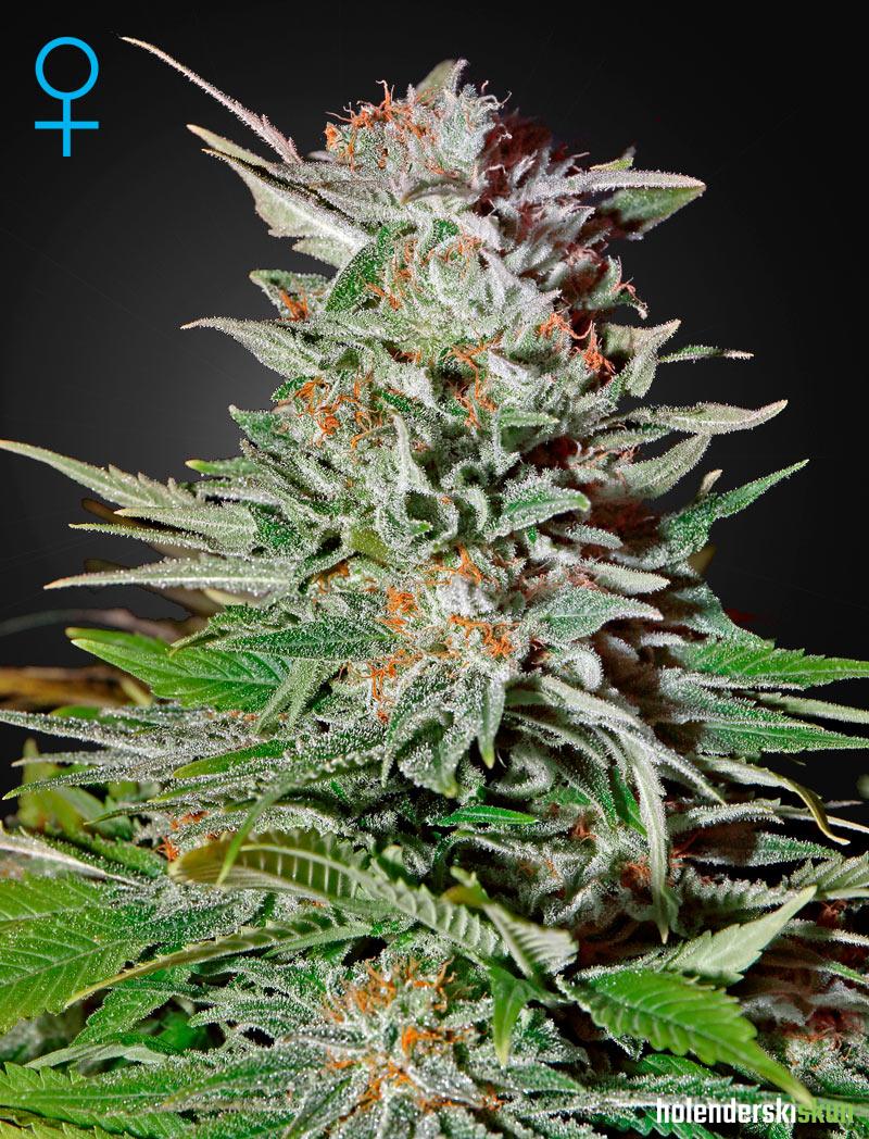 super lemon haze auto