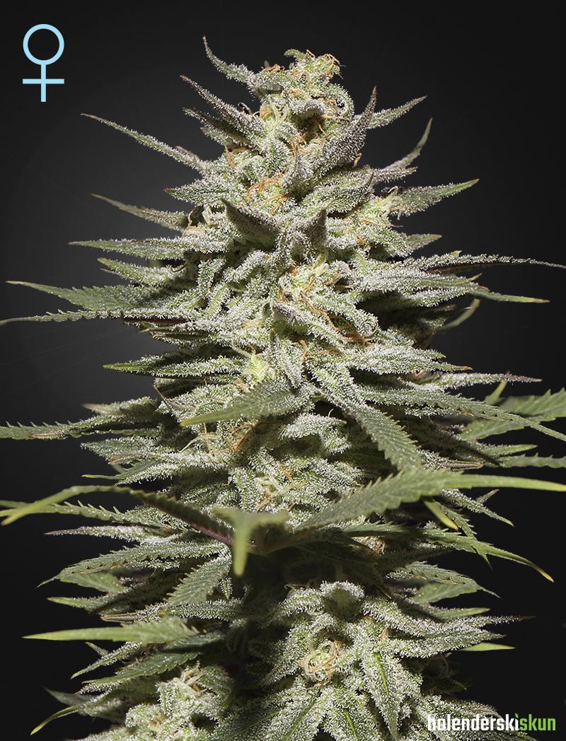 super lemon haze cbd