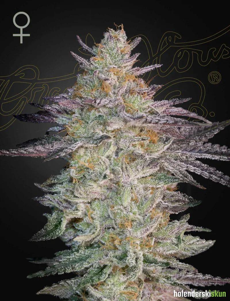 super lemon haze x gmo