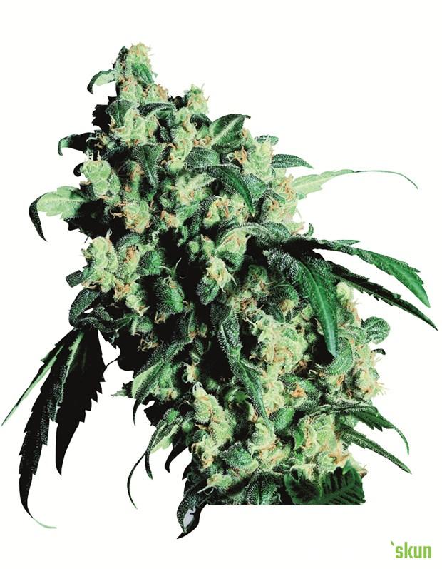 super skunk (sensi seeds)