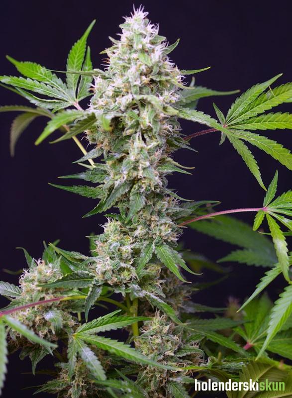 sweet amnesia haze xl auto®