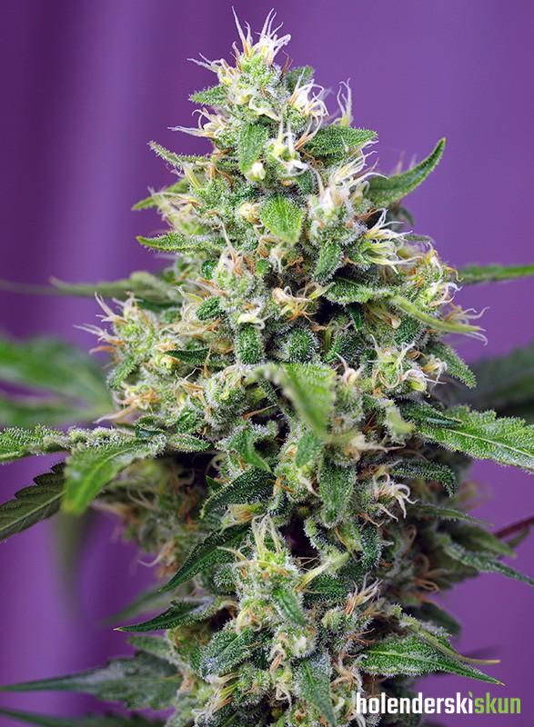 sweet amnesia haze xl auto®