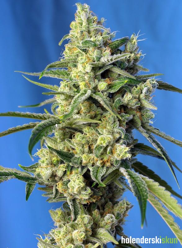 sweet amnesia haze®