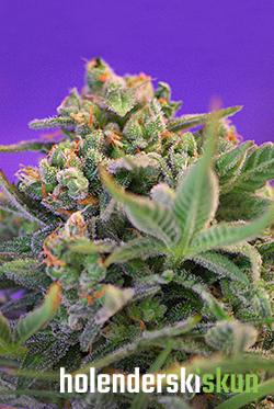 sweet cheese f1 fast version