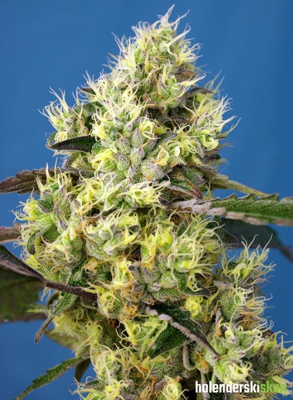 sweet gelato auto®
