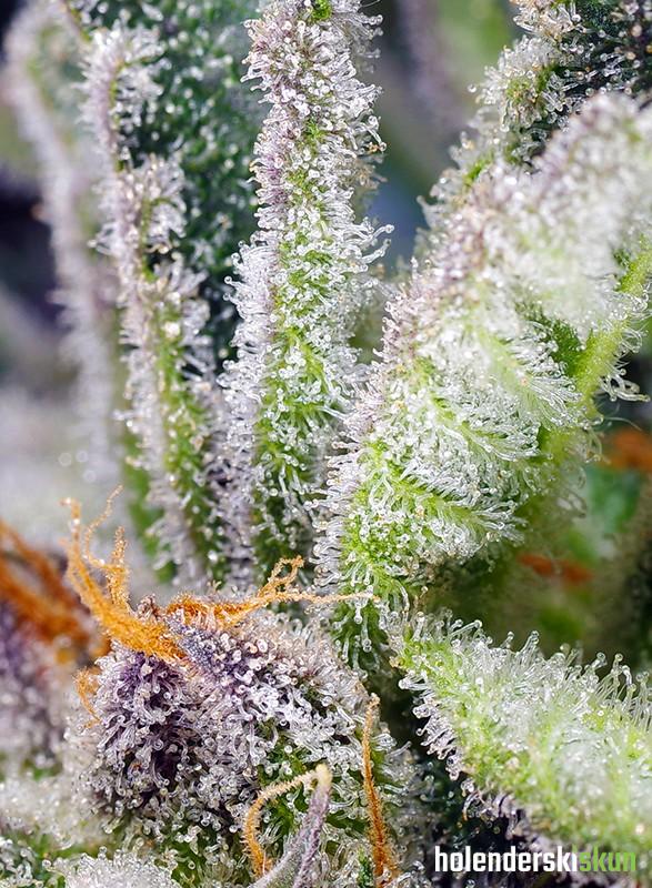 sweet mandarine z f1 fast version®