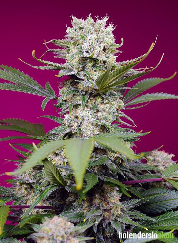 sweet mandarine z xl auto®