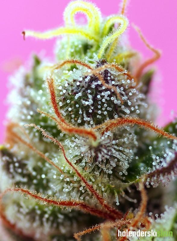 sweet mimosa xl auto®