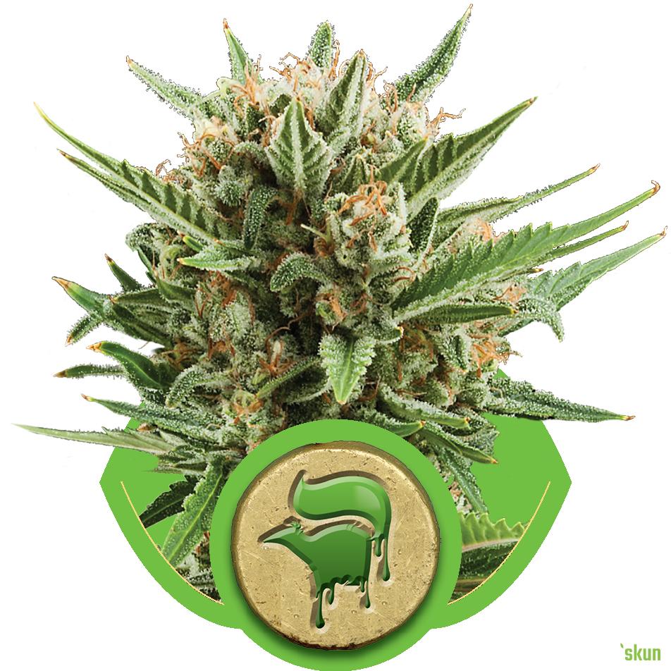 sweet skunk automatic