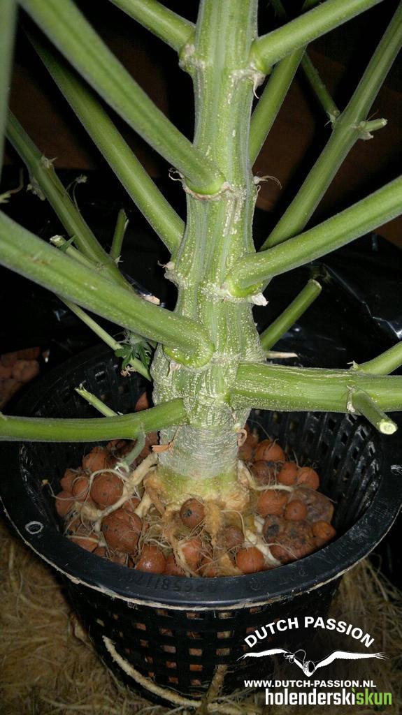 auto think different