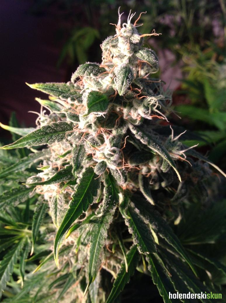 auto think different