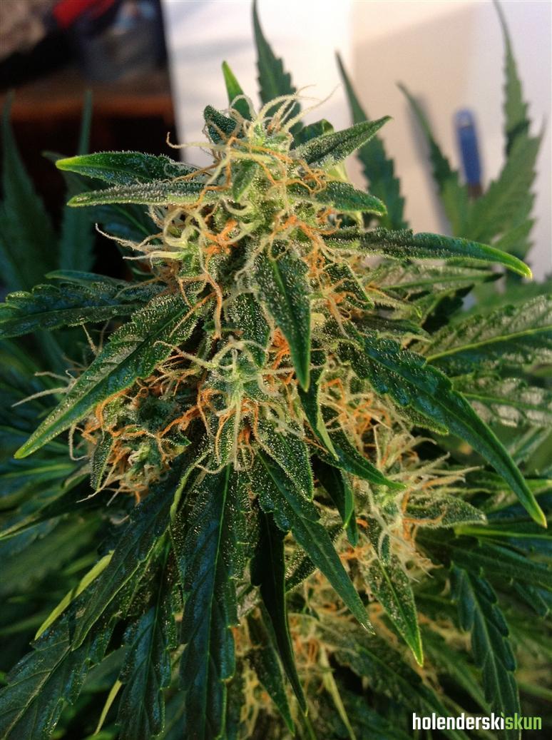 auto think different