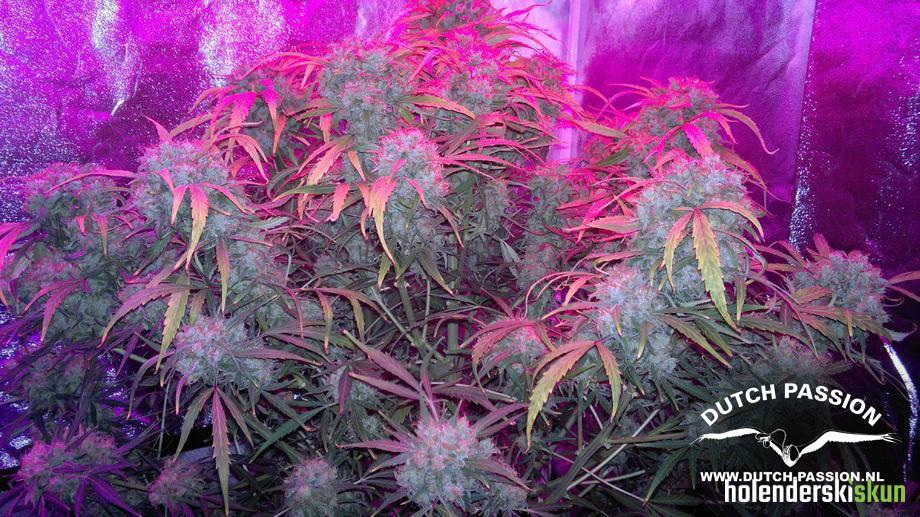 auto think different