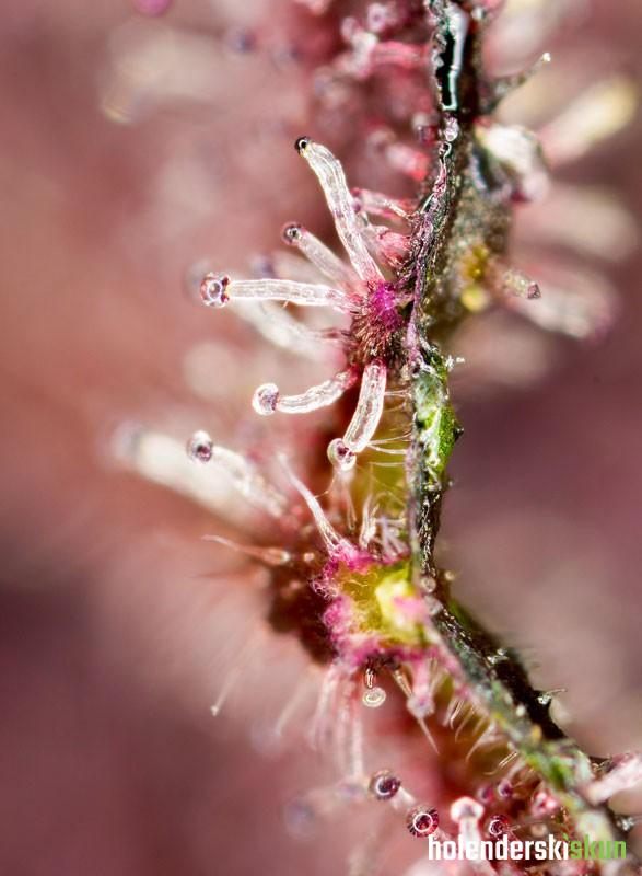 tropicanna poison f1 fast version®