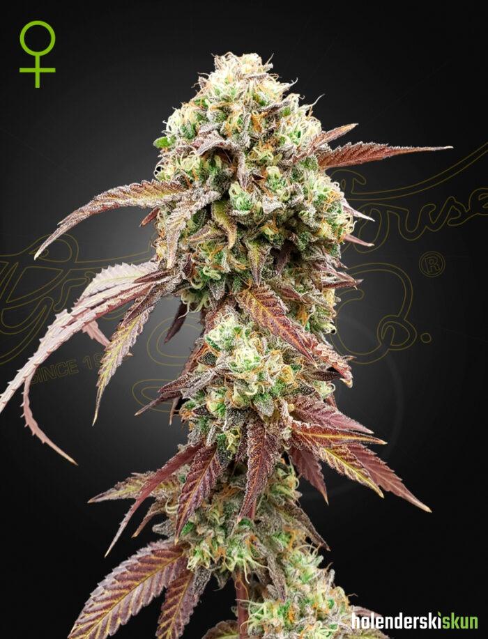 west coast og x gelato auto 41