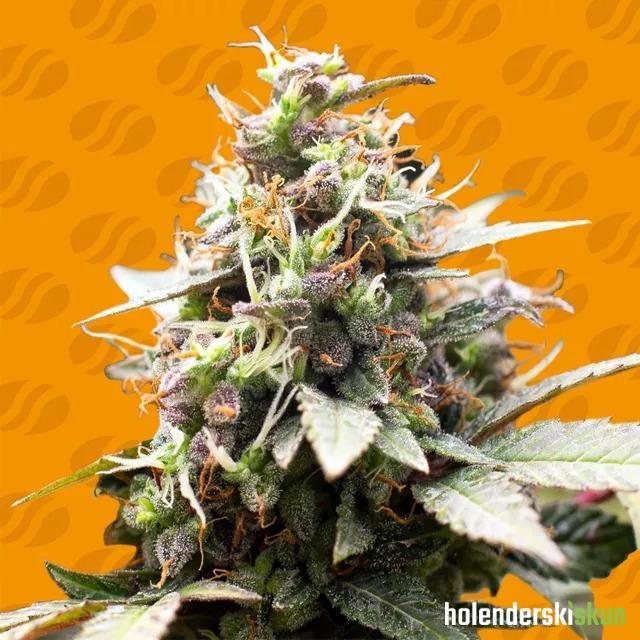 white raspberry truffle