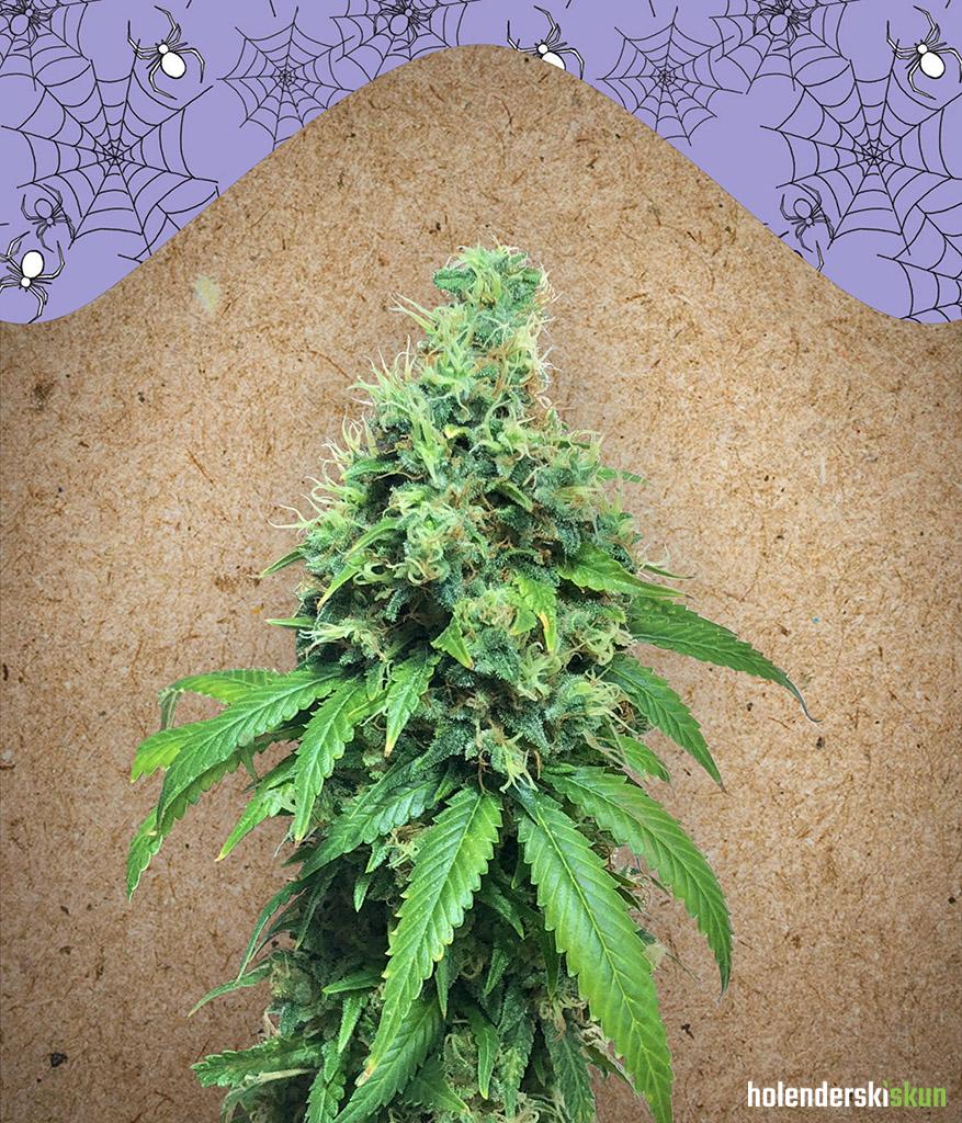 white widow x big bud