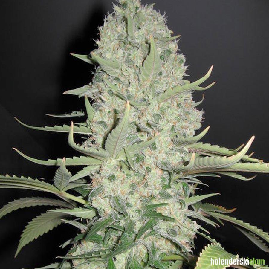 white widow x big bud